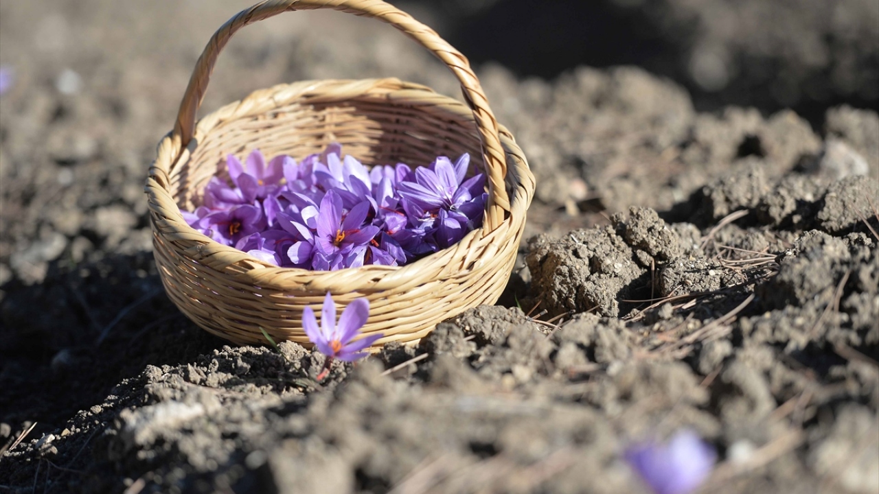 "15 kilogram hasat bekliyorum"