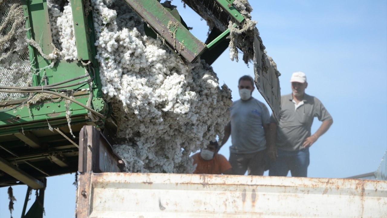 Kızıltepe ilçesine bağlı kırsal Kılduman Mahallesi`nde pamuk hasadı yapan Mehmet Emin Dal, Mardin Ovası`nın topraklarının bereketli olduğunu, ekimi yapılan ürünlerin de kaliteli olduğunu söyledi.