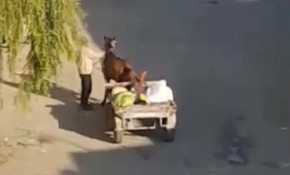 Yorgun düşen ata gitmesi için şişle şiddet uyguladı