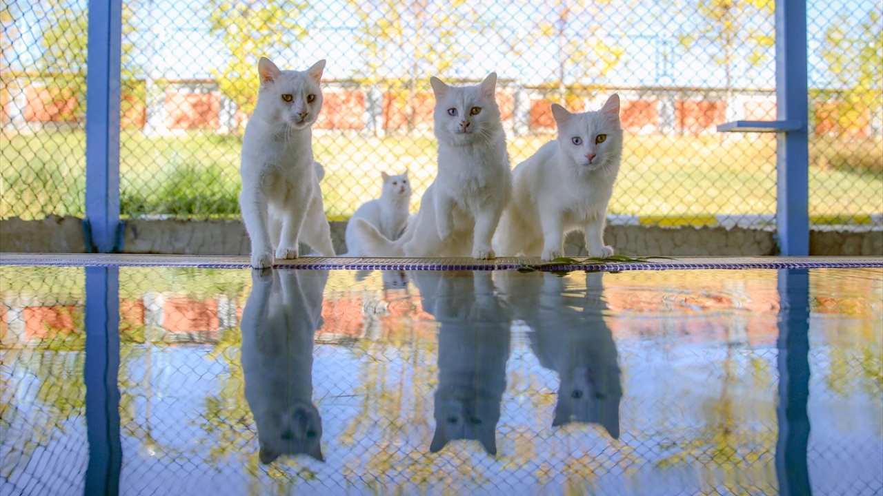 Kediler izole edildi