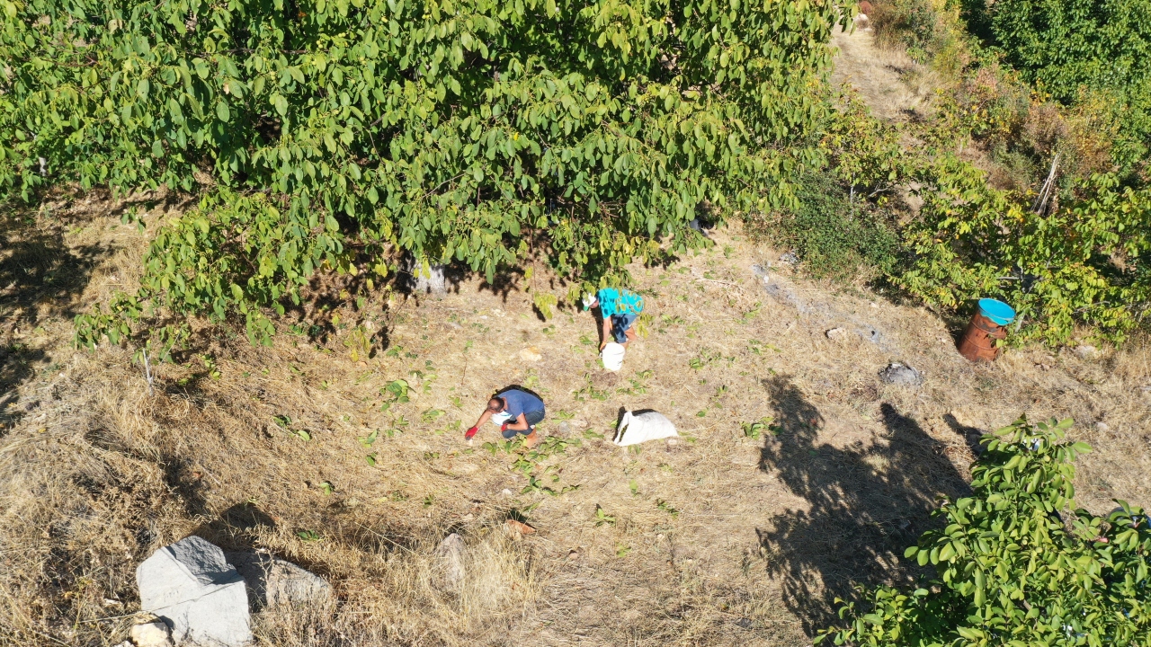 Arslan, buna rağmen rekoltede ciddi bir düşüş olmadığını belirterek, 