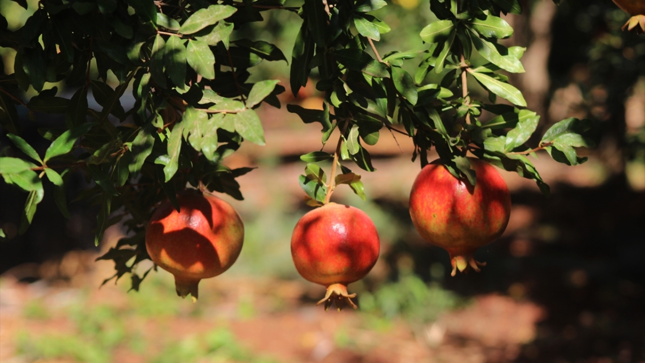 Merkeze bağlı Yavuzlu köyünde sabahın erken saatlerinde tarlanın yolunu tutan işçiler, yeni tip koronavirüs (Covid-19) tedbirlerine dikkat ederek, ağaçlardan olgunlaşmış narları topluyor. 