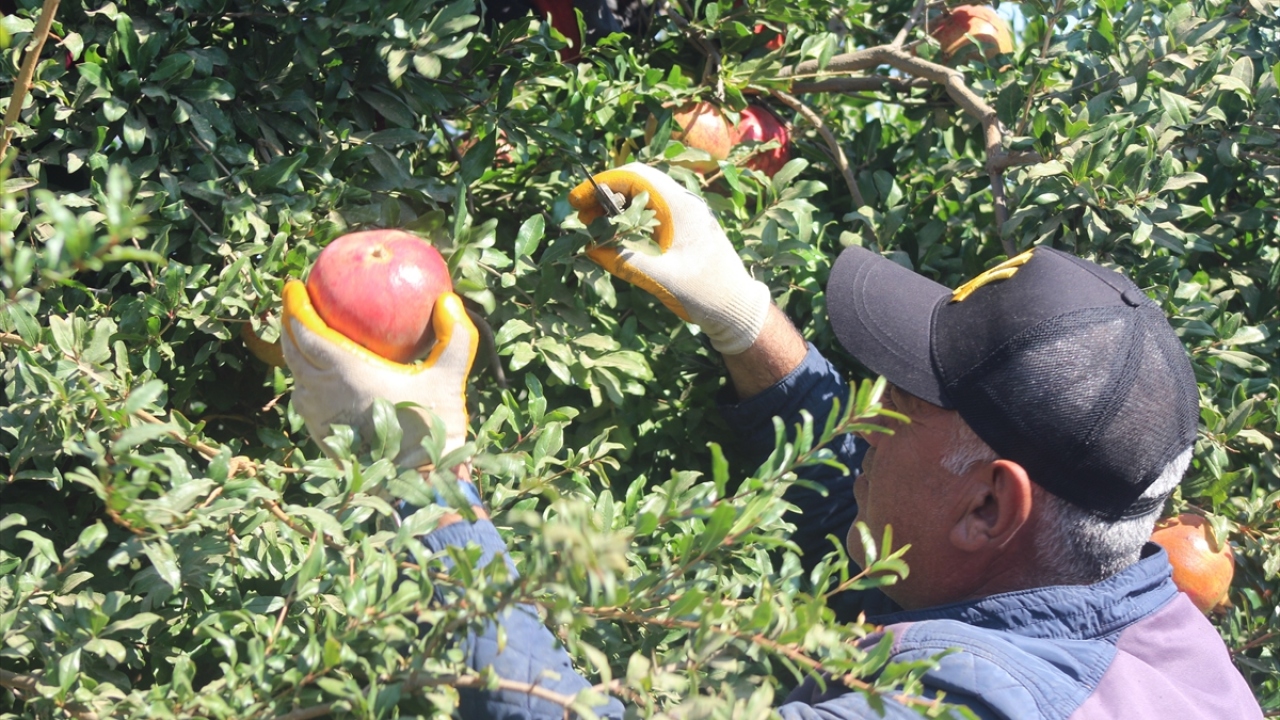 Sıcak havaya rağmen gün boyu devam eden hasat, akşam saatlerinde sona eriyor. 