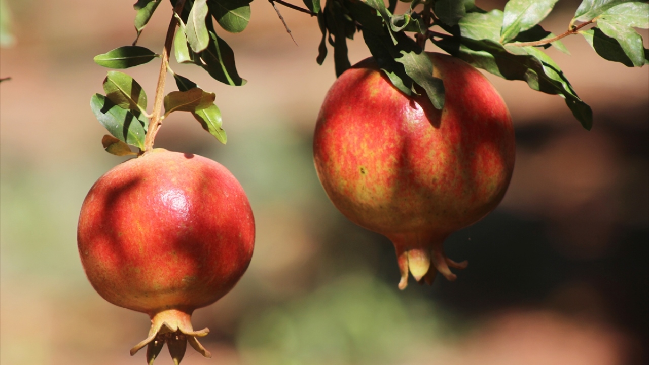 Özdemir, Kilis`te yetişen Hicaz cinsi narı başta Avrupa ülkelerine, Irak ve Kanada`ya ihraç ettiklerini belirtti.