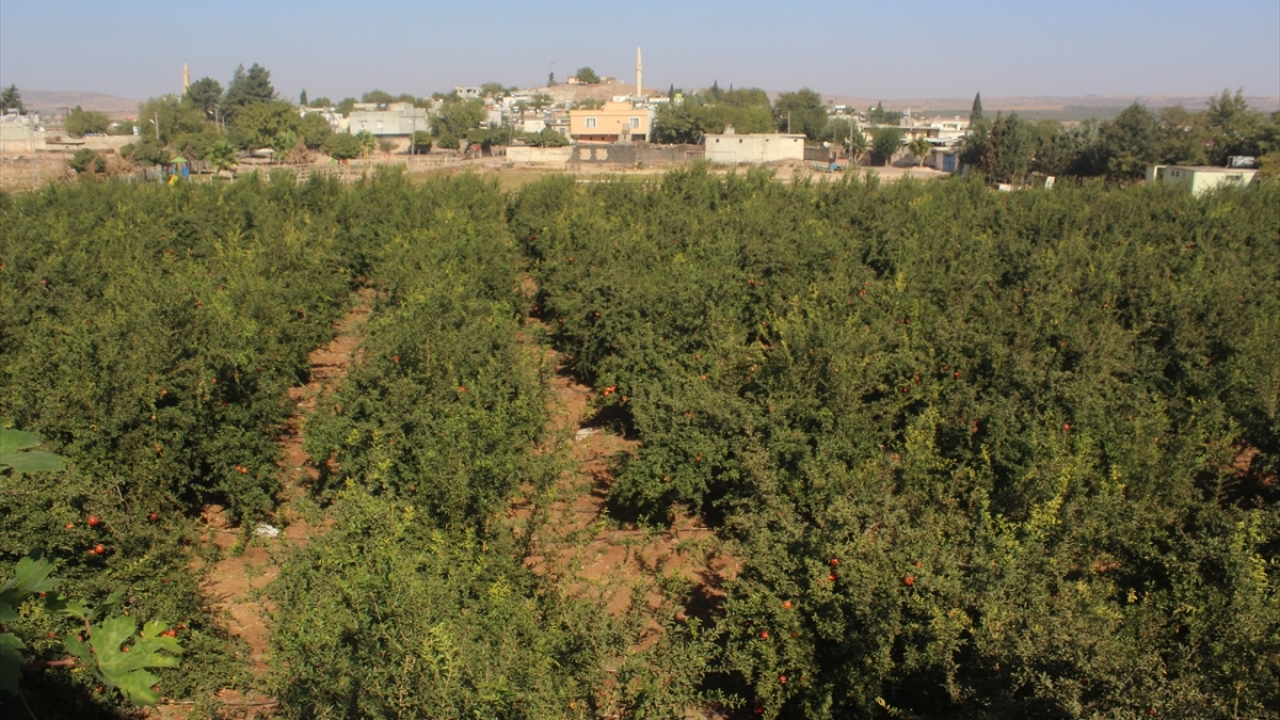 Çiftçilerin her koşulda üretime devam ettiğine değinen Özdemir, narın bahçede kilogramının 2,5 ile 3 lira arasında satıldığını kaydetti.