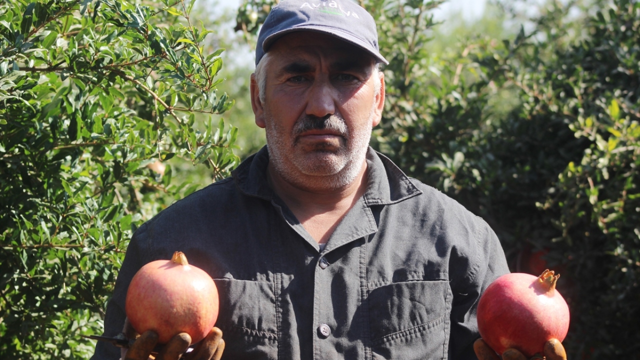 Üretici Mehmet Sakar da 4 yıl önce 40 dönümde nar yetiştirmeye başladığını anlatarak, şöyle konuştu: