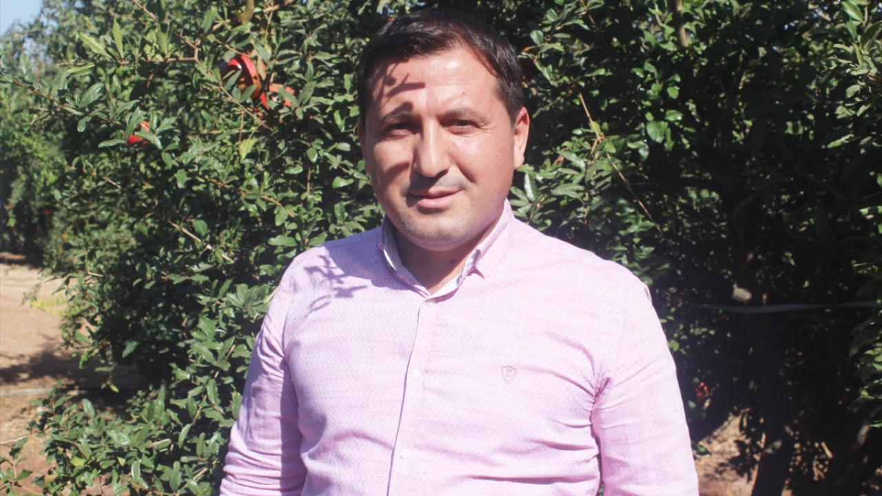 Hasat yapan çiftçileri ziyaret eden Kilis Ziraat Mühendisleri Odası Başkanı Güven Özdemir, gazetecilere yaptığı açıklamada, kent genelinde yaklaşık 10 bin dekarda nar üretimi yapıldığını söyledi.