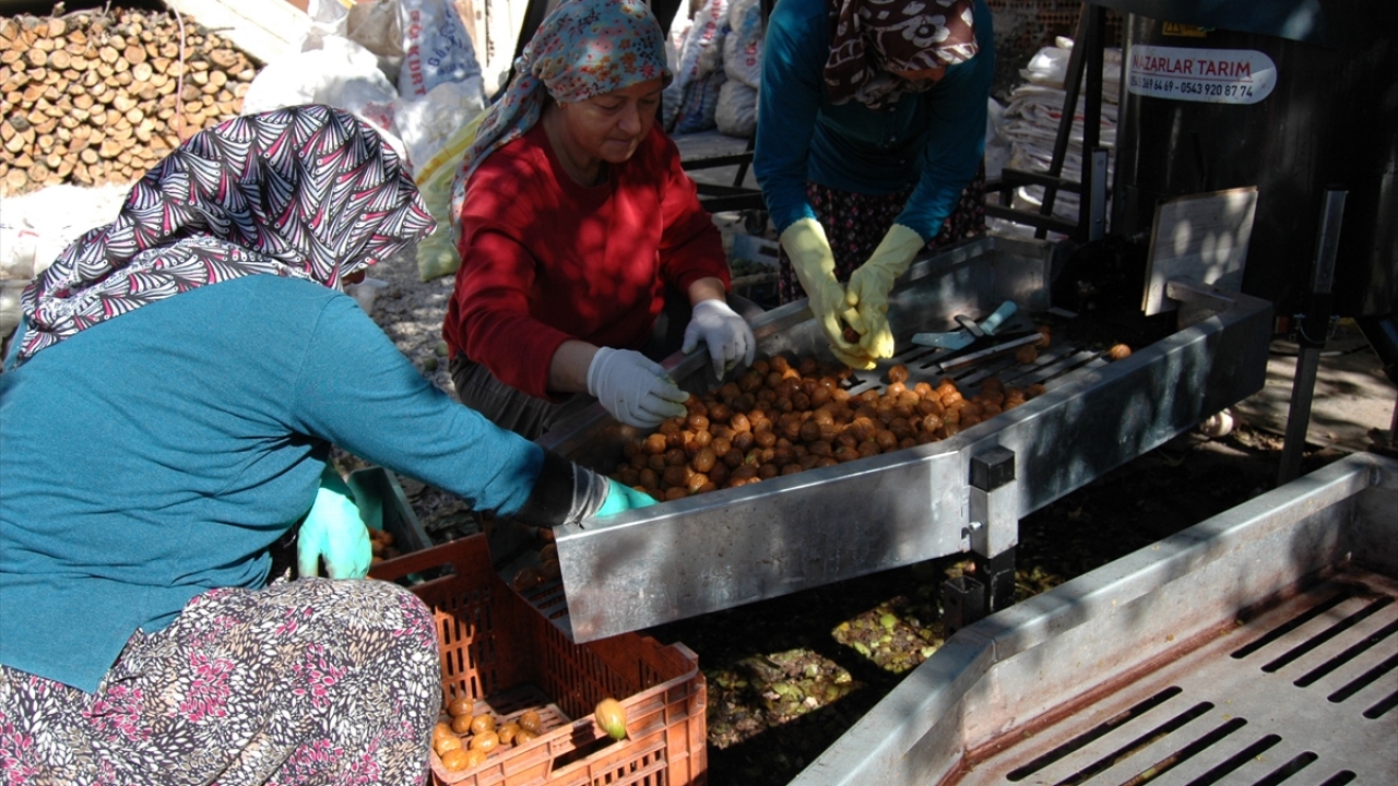 Orta Mahalle`de ikamet eden 62 yaşındaki Uluyol, 90 dönüm büyüklüğündeki arazisinden elde ettiği cevizleri işlemek amacıyla çalışma başlattı.