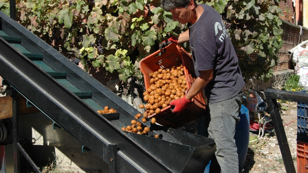Cevizleri dalında ucuza satmak yerine işleyerek katma değerli ürüne çevirmek isteyen Uluyol, eşi Nevin Uluyol ile kurduğu basit düzenekle ayıklama, yıkama, ayrıştırma ve kurutma işlemi yapıyor.