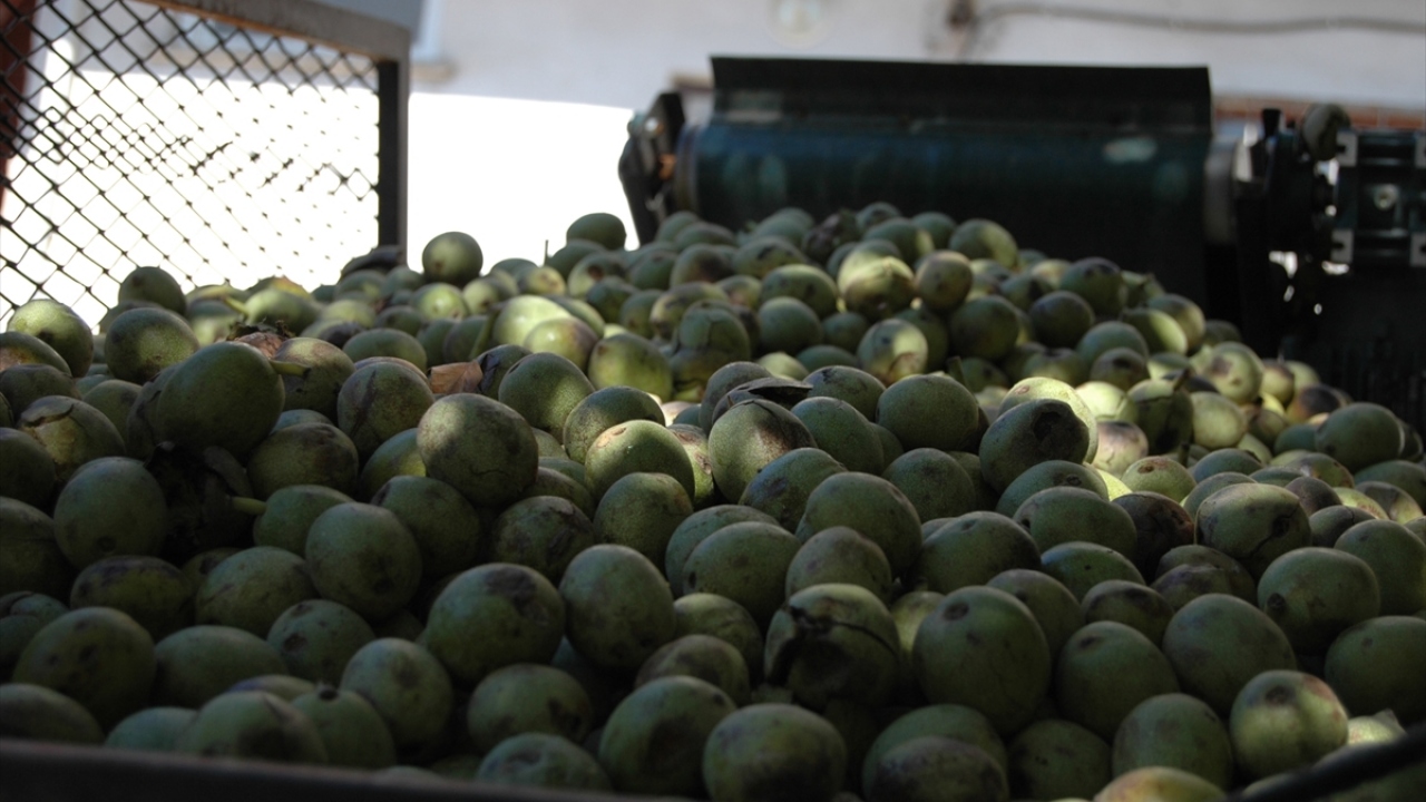 Uluyol, ürünü katma değerli hale getirebilmek için bir sistem kurmaya karar verdiğini anlattı.