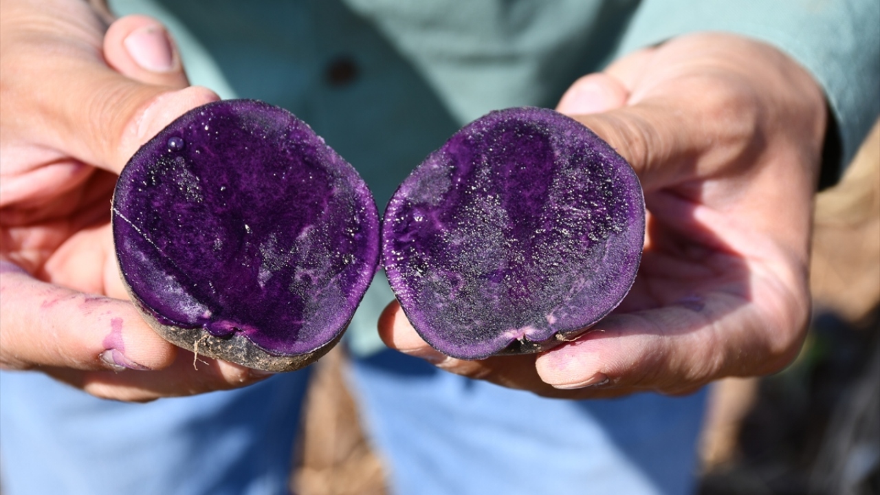 Firmanın Türkiye`de tescil almış 7 yerli patates çeşidinden biri olan tescilli "ilkmor" ise içerdiği antioksidanlar, glutensiz yapısı, yüksek besin değeri ve mor rengiyle dikkati çekiyor. 