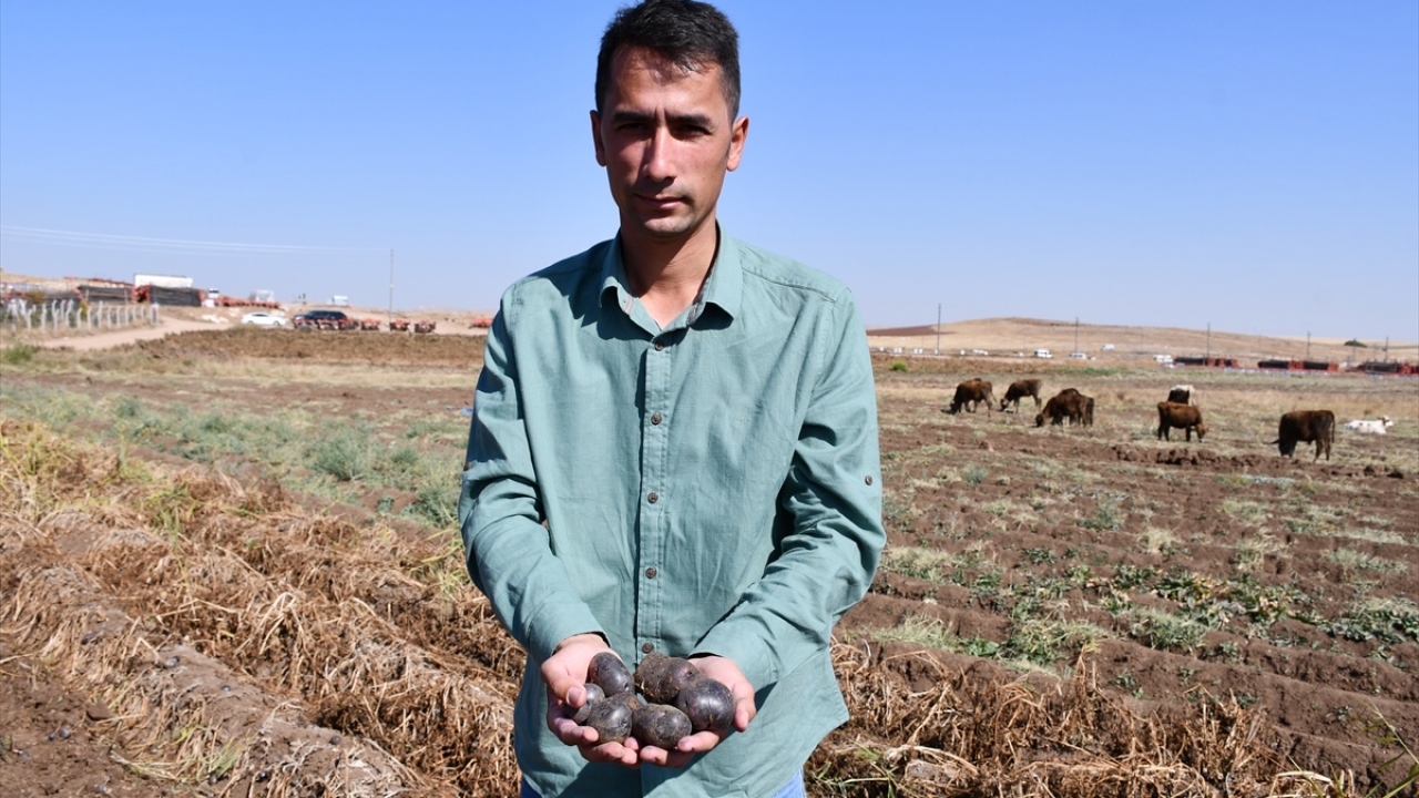 Ana vatanı Güney Amerika olarak bilinen mor patatesler, içerdiği bu özellikler nedeniyle Avrupa`da da yaygın bir şekilde tüketiliyor. 