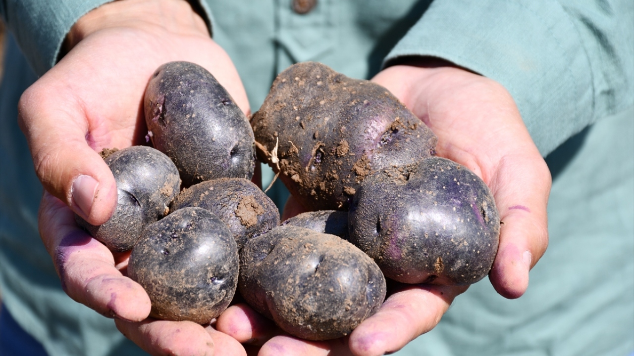 Türkiye`de ise 2 yıldır sadece Sivas ve Konya`da üretimi yapılan ilkmor patatesin, Sivas`ın Hafik ilçesine bağlı Göydün köyündeki hasadıyla sofralara yolculuğu başladı.
