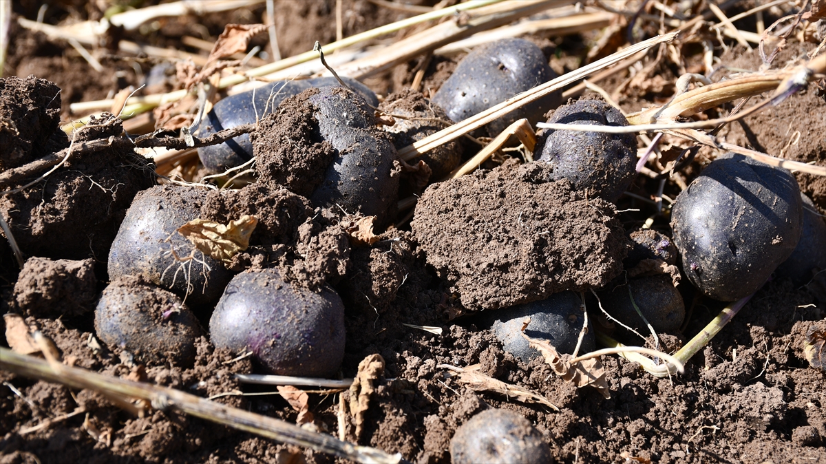 Bu iki ilde 120 dekar alanda ekimi yapılan üründen, 500 ton rekolte bekleniyor.
