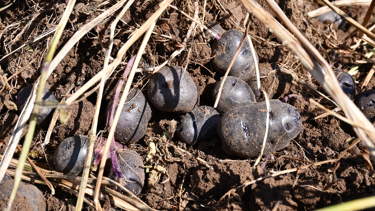 Yurt dışına da pazarlanacak