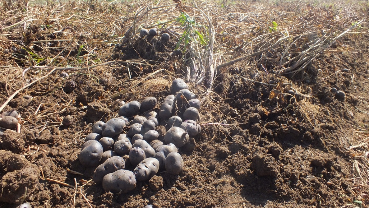 Bülbül, Türkiye`de yeni tanınan bu ürünün gelecek yıllarda ihracatını yapmayı planladıklarını sözlerine ekledi.