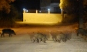 Demre sokaklarında ilginç kovalamaca