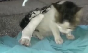 Hastaneye giren ayağı kırık kediye sağlık çalışanlarından yardım eli