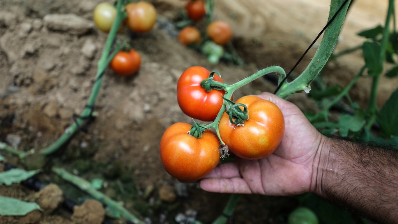 Geçimini çiftçilikle sağlayan Filistinli Muhammed Naim de piyasadan gelen talep doğrultusunda, serasında yetiştirdiği domatesleri toplamaya başladı.
