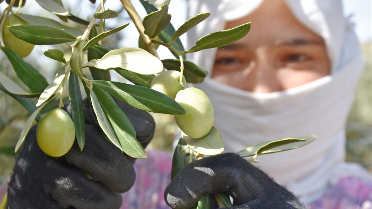 Türk zeytini bu dönemde 123 ülke pazarında yerini aldı. 