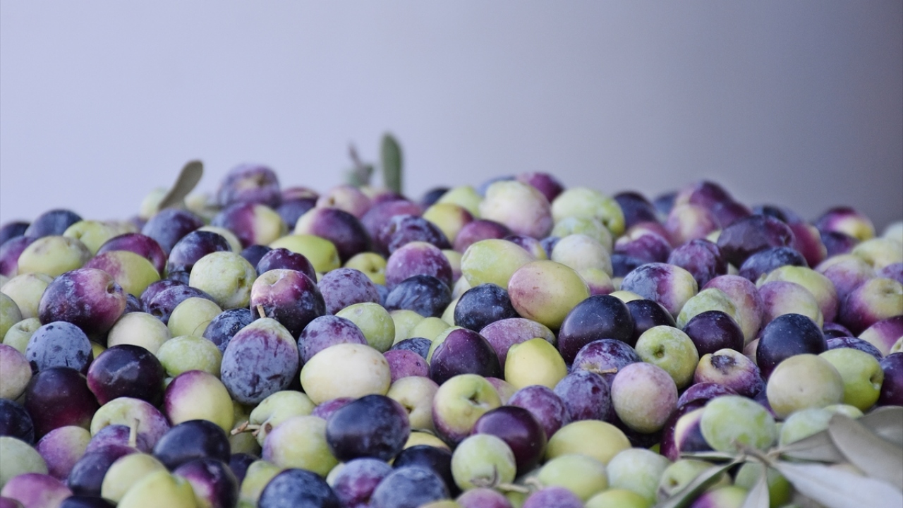 Türkiye`de 14 milyon zeytin ağacı varlığıyla ülkenin siyah zeytin üretiminin yüzde 35`ini, yeşil zeytin üretiminin ise yüzde 70`ini tek başına karşılayan Akhisar`da hasat sezonu başladı. 