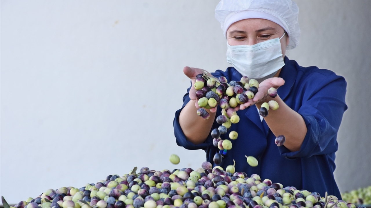 Önceki yıllara kıyasla verimde ve kalitede iyi bir sezonun beklediği ilçede zeytin bahçeleri ve işletmelerinde hummalı bir çalışma var. 