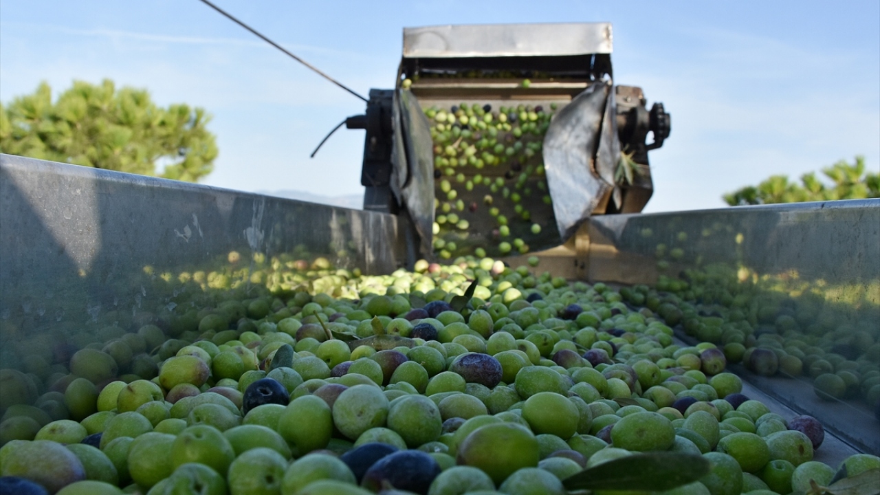 Sabahın ilk ışıklarıyla bahçelere giren üreticiler, zeytinleri özenle dallarında toplayıp işletmelere gönderiyor. 