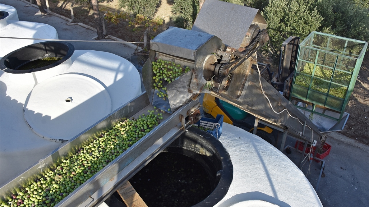 Zeytin tesislerinde işlenen zeytinleri büyük bir kısmı özel tanklara konularak salamura yapılırken, kalanı da sıkılarak zeytinyağına dönüştürülüyor. 