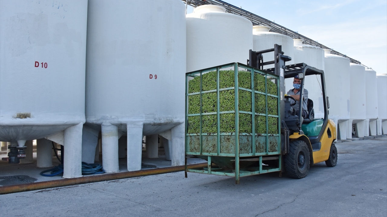 Bu yıl ürünün bol olduğu belirtilen ilçede sofralık zeytin ihracatında hareketli bir sezon bekleniyor. 