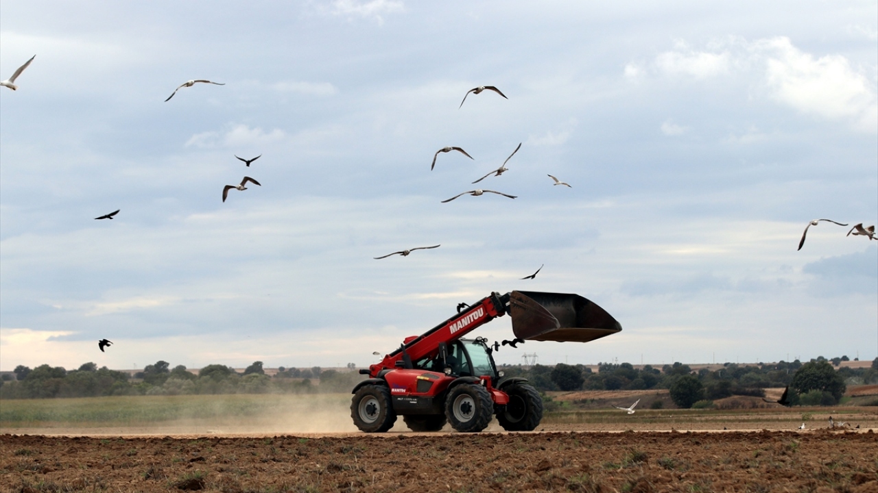 Daha çok denizlerde teklerin peşinde balık kapma yarışında görmeye alışık olduğumuz martılar son yıllarda tarlalarda da avlanmaya başlaması dikkat çekiyor.