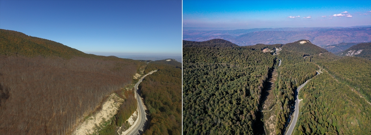 Bölgede ilk kez 2018`de İnegöl`ün Arapoturağı mevkisinde tespit edilen kızıl kuyruklu tırtıl zararlısı, özellikle kayın ağaçları ile bitkilerin yapraklarına zarar verdi.
