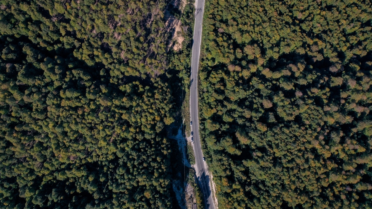 Geçen yıl yaklaşık 450 hektar alanda ağaçları yapraksız bırakan tırtıllara karşı Bursa Orman Bölge Müdürlüğü ve Bursa Teknik Üniversitesi (BTÜ) Orman Fakültesince biyolojik mücadele başlatıldı.