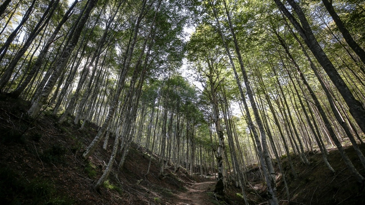 Bu kapsamda, yüksek çözünürlüklü 10 santimetre detayında ortofoto haritalar üretilerek, zarar değişimi izlendi. 15 gün aralıklarla yapılan drone uçuşlarıyla zararlılar takibe alındı.