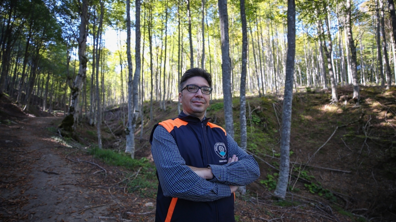 Projenin yürütücüsü BTÜ Orman Fakültesi Öğretim Üyesi Prof. Dr. Oğuzhan Sarıkaya da normalde kayın ormanlarında büyük ölçekte böcek zararlarıyla çok sık karşılaşmadıklarını dile getirdi.