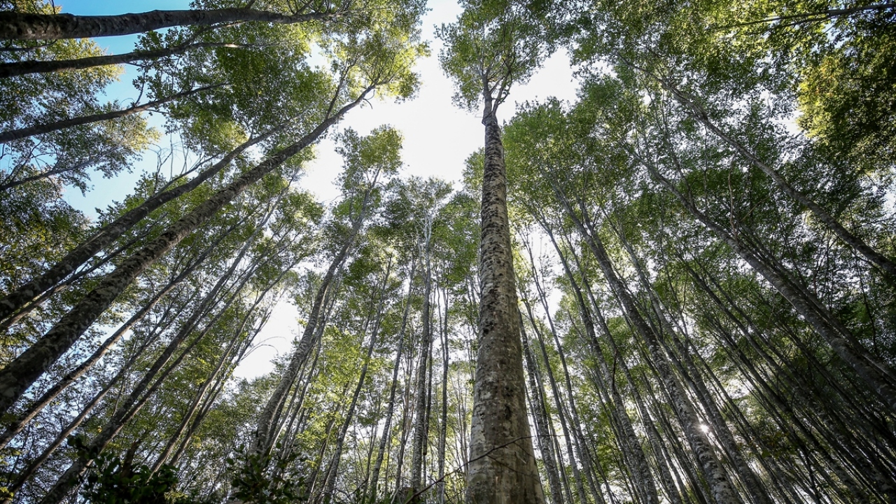 İnegöl Orman İşletme Müdürlüğü teknik personelinin de desteğiyle ışık tuzakları kuruldu, zararlının yumurtaları toplandı, hem havadan hem de karadan "bacillus thrungiensis" bakterisi salındı.