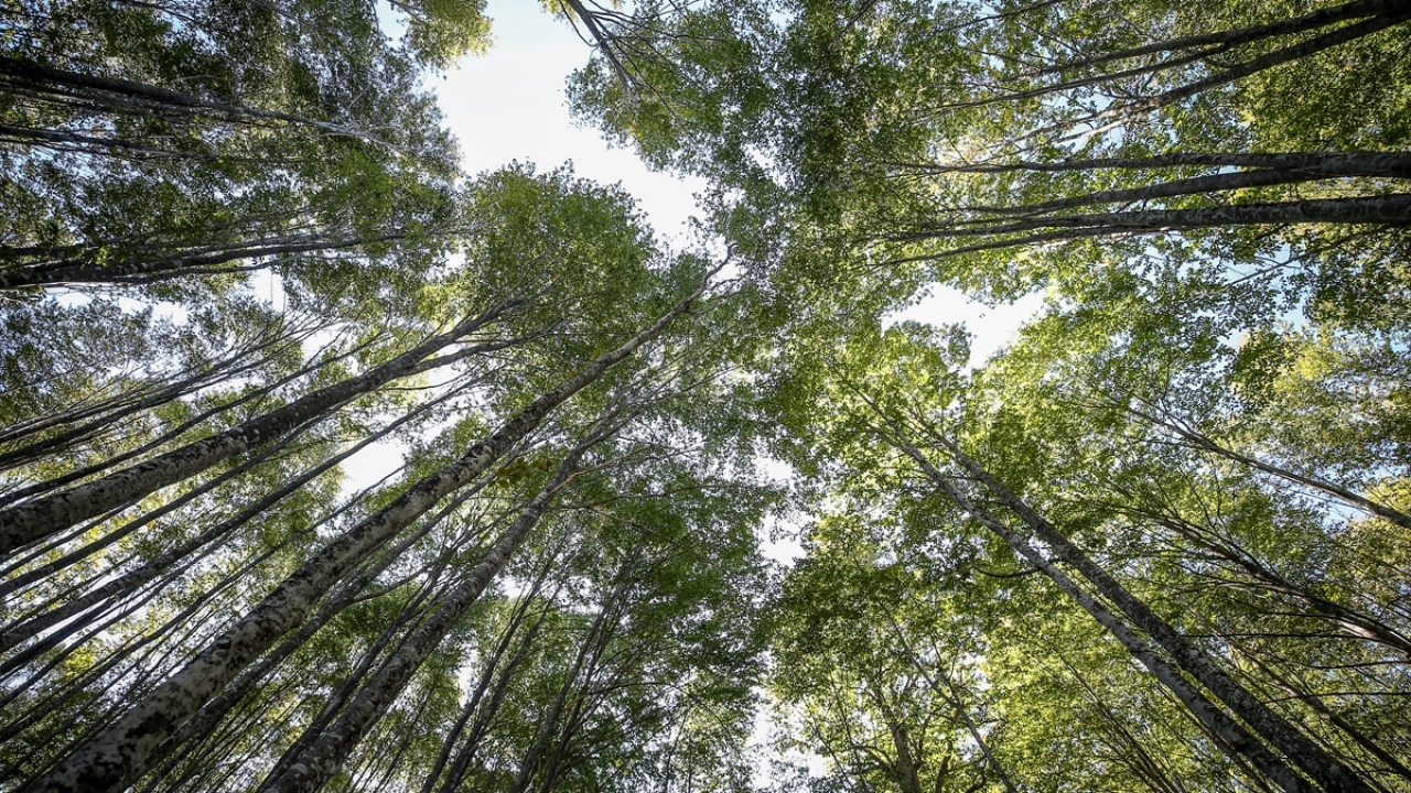 Ayrıca, kuş yuvaları asıldı ve ormanda bakım yapılarak besin miktarı azaltıldı.