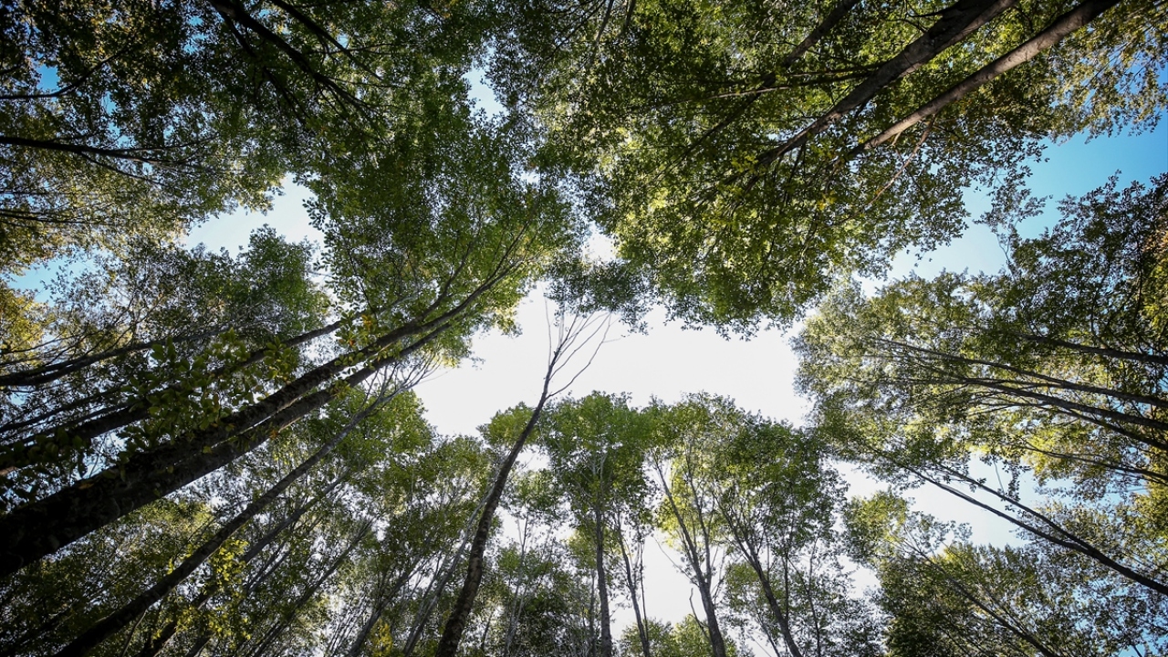 "Popülasyon dengesini kurmayı başardık"