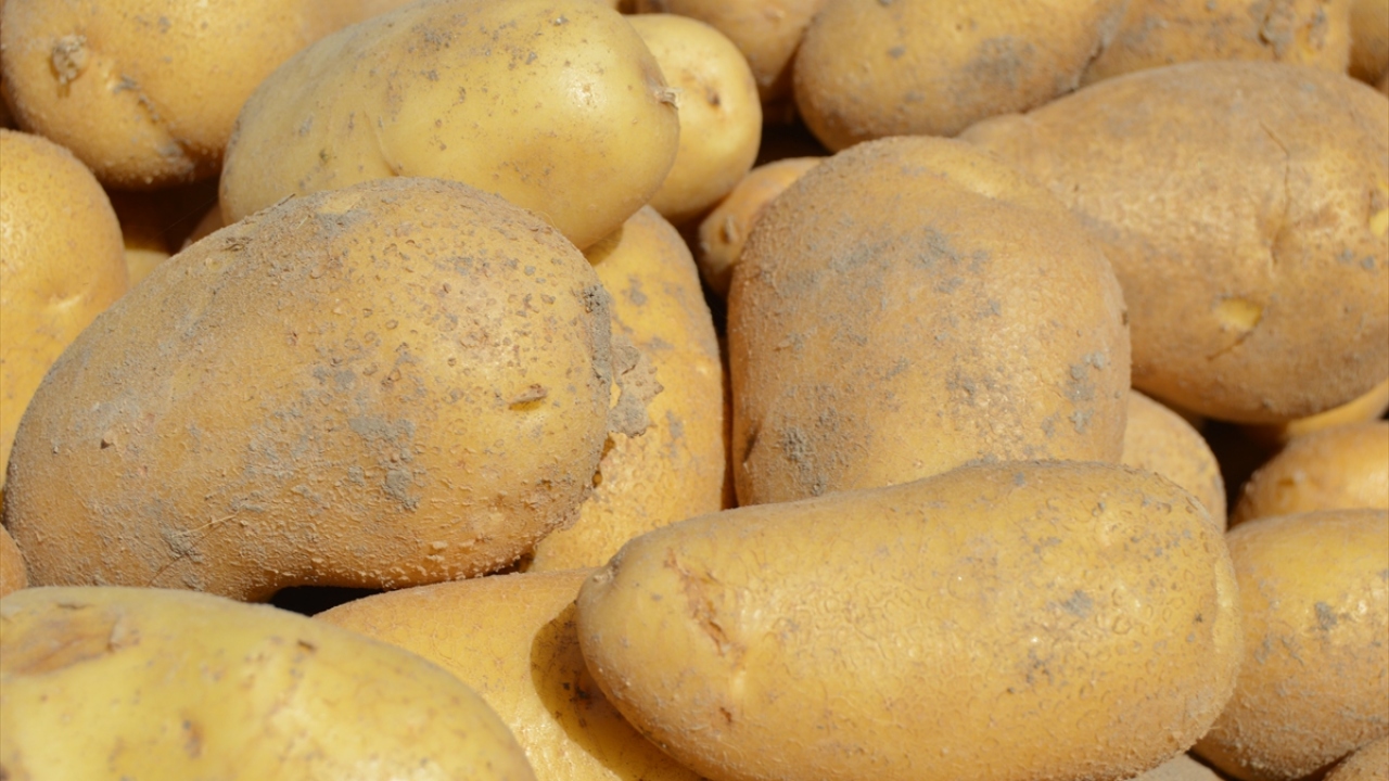 Afyonkarahisar`da kuru tarıma göre daha iyi gelir elde edilmesi dolayısıyla ekim alanı her yıl artan kışlık patateste bu yıl don kaynaklı rekolte düşüklüğü yaşansa da fiyat üreticinin yüzünü güldürüyor.