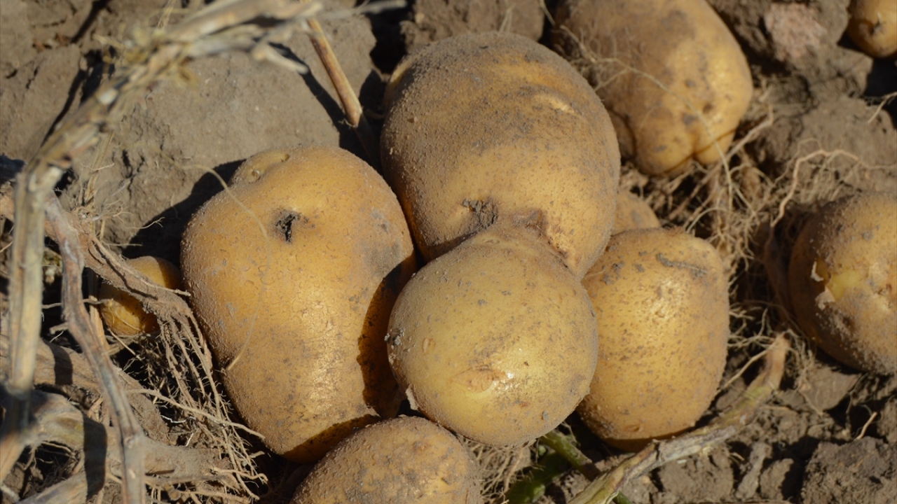 Kentteki patates ekim alanlarının geçen yıla göre arttığını dile getiren Acar, şöyle konuştu: