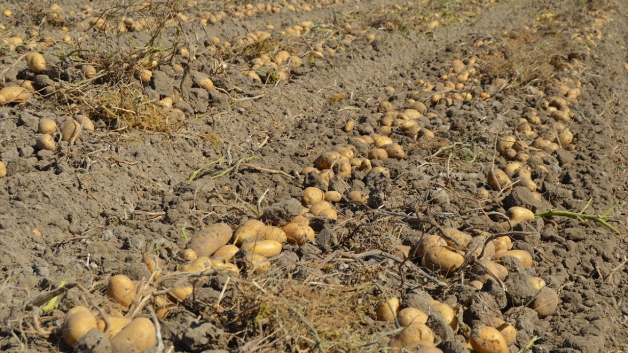 "Arpa ve buğdaya göre çok iyi gelir elde ediyoruz"