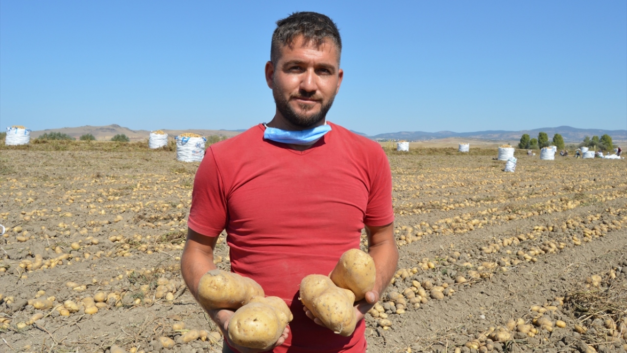 Üretici Mehmet Arslan da kentte 10 yıldır patates ektiğini ve ekim alanını her yıl arttırdığını söyledi.