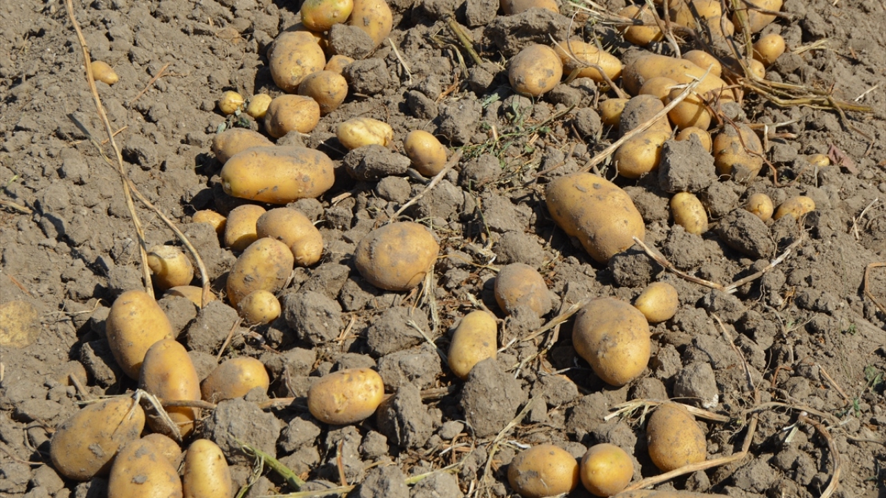 Bu yıl 150 dekar patates ekimi yaptığını dile getiren Arslan, bahar döneminde yaşanan don olayından rekoltenin geçen yıla göre düşük olduğunu ifade etti.