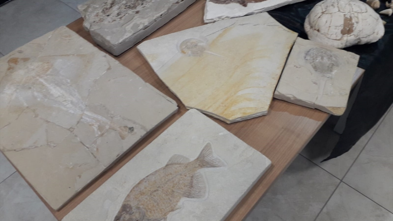 Soruşturmanın derinleştirilmesiyle farklı bir adreste de yine aynı tarihi değere sahip fosillerin bulunduğu belirlendi. 