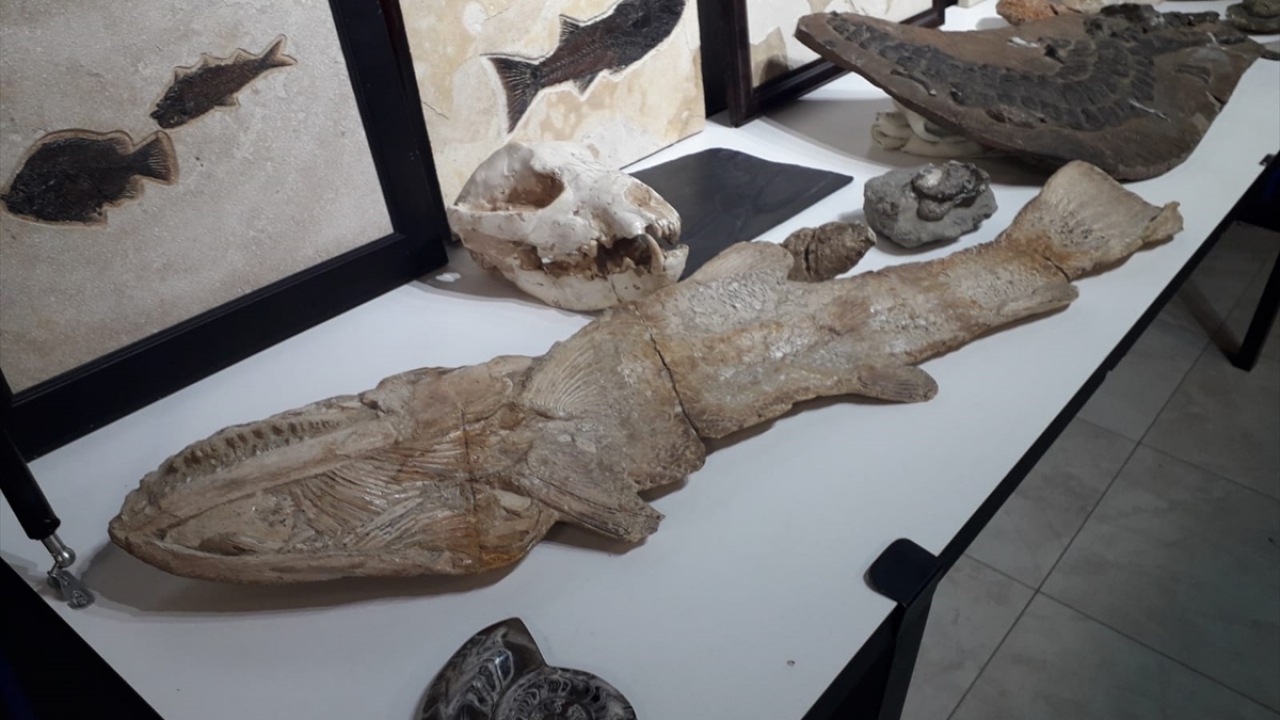 Söz konusu evde yapılan aramalarda ise 77 parça bitki-hayvan fosili ile çeşitli hayvanlara ait kafatası fosilleri ele geçirildi.