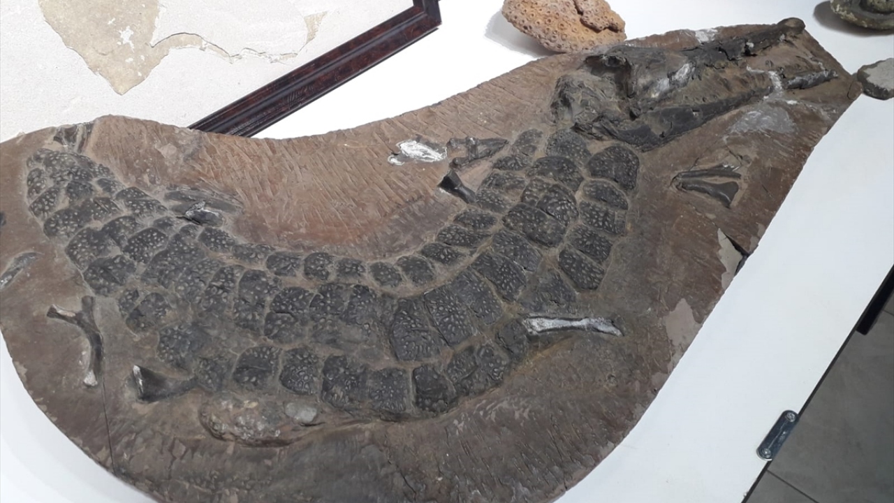 Operasyonlarda ele geçirilen toplam 879 fosilin 150-200 milyon yıllık, piyasa değerlerinin yaklaşık 10 milyon dolar olduğu tespit edildi.