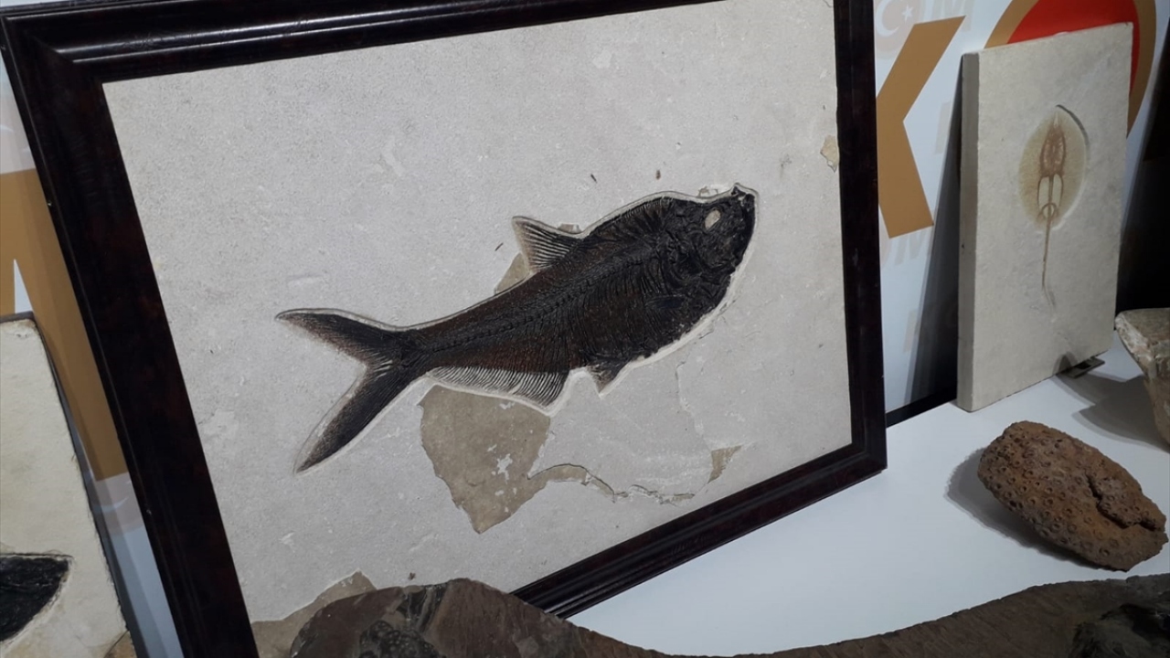 Bu fosillerin MTA Müzesi`ne teslim edileceği öğrenildi.