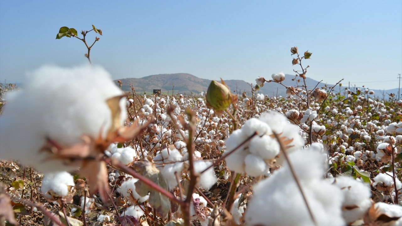 Nurdağı Ziraat Odası Başkanı Kemal Belpınar, hasada ilişkin verdiği bilgide, Nurdağı`nda 4 bin 500 dönüm, komşu İslahiye`de ise 4 bin dönüm alanda pamuk üretimi yapıldığını söyledi.