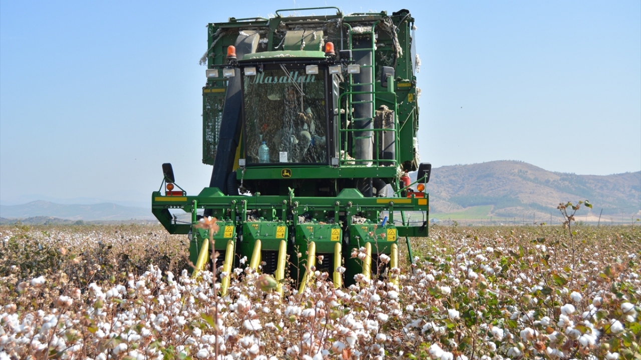 Her iki ilçede toplam 10 mahallede gerçekleştirilen pamuk hasadı, tarlanın durumuna göre elle ya da makineyle yapılıyor.