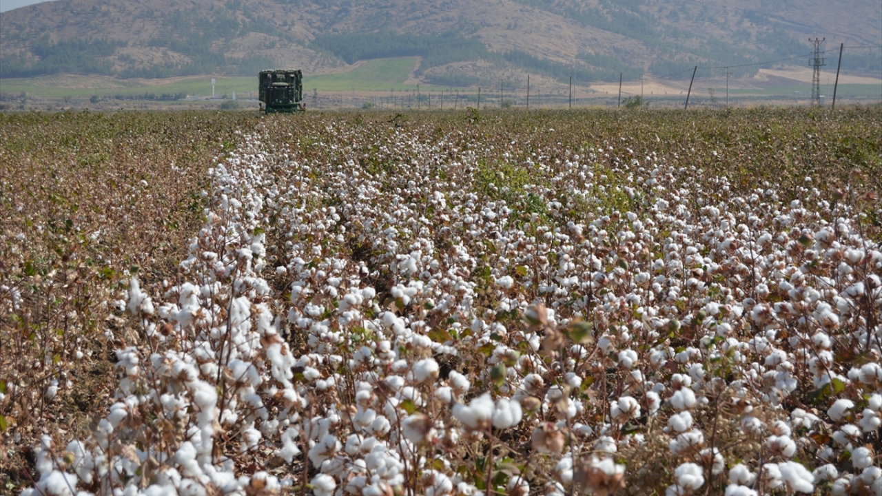 Bu sezon dönüm başına yaklaşık 500 kilogram verim beklediklerini dile getiren Belpınar, üreticilerin topladıkları ürünleri Çukobirlik veya tüccarlara satacağını ifade etti.