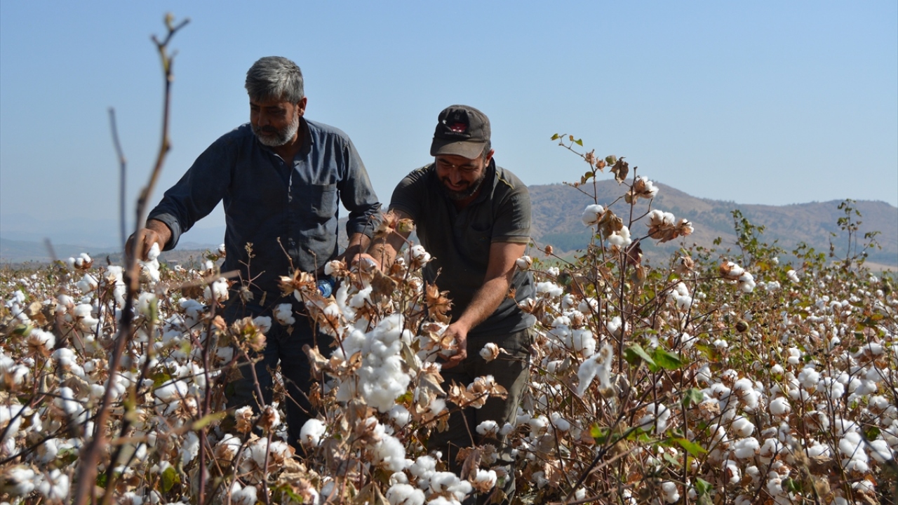 İslahiye ilçesine bağlı Güllühüyük Mahallesi`nde 100 dönüm tarlada pamuk hasadı yapan Kazım Pala da bu yıl pamuğun altın yılını yaşadığını belirterek fiyat ve rekolte olarak çok memnun olduklarını ifade etti.
